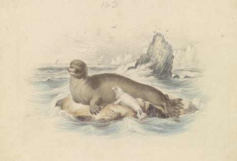 James Stewart The Bearded Seal