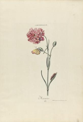Adam Ludwig Wirsing Caryophyllus X. Mercurius. Plate 67 from 'Hortus Nitidissimis Omnem per Annum Superbiens Floribus', Nuremberg, 1768