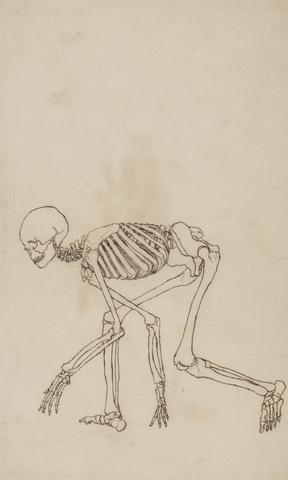 George Stubbs Human Skeleton, Lateral View