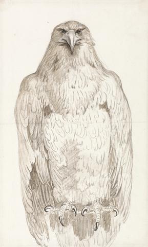 unknown artist Eagle on a Perch
