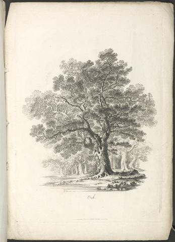 Martin, John, 1789-1854. Characters of trees :
