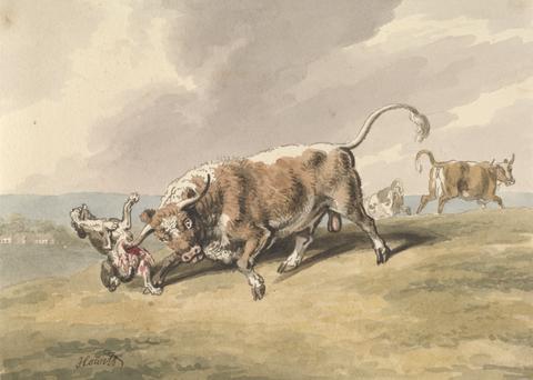 Samuel Howitt A Bull Attacking a Dog