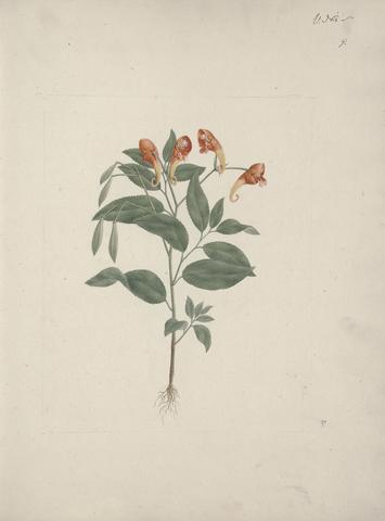 Luigi Balugani Impatiens rothii Hook. f. (Balsam): finished drawing of flowering plant