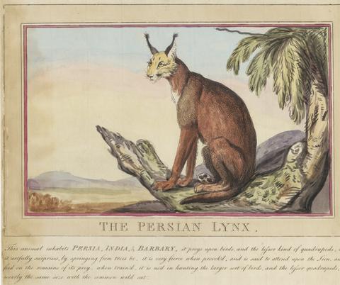 Thomas Rowlandson Set of eight with title-page. 'Foreign and Domestick Animals.' 7. The Persian Lynx