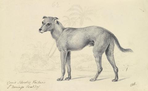 Charles Hamilton Smith Feral Dog of St. Domingo