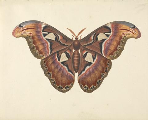 George Edwards Atlas Moth