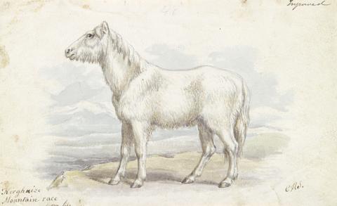 Charles Hamilton Smith Villous Horse, Primeval White Stock