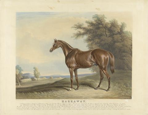 Edward Duncan Harkaway. A Chesnut horse, foaled in Ireland in 1834, was bred by Thomas Ferguson, Esq. His sire Economist, his dam, a chesnut mare bred by Lord Cremorne, in 1823, ...