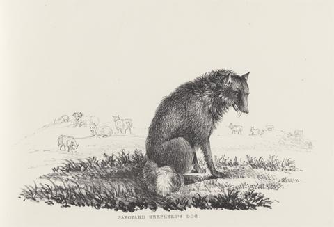 Charles J. Hullmandel Savoyard Shepherd's Dog