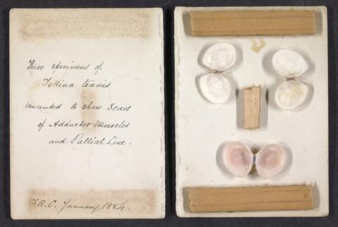 Coles, Frederick Rhenius, 1853 or 1854- This book contains drawings of marine shells (from Forbes & Hanley) generally considered as specially British /