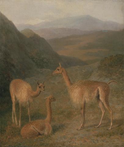 Jacques-Laurent Agasse Vicunas
