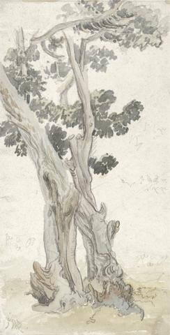James Ward Study of a Tree