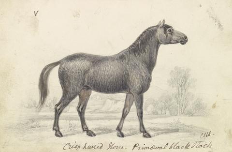 Charles Hamilton Smith Crisp-Haired Horse, Primeval Black Stock