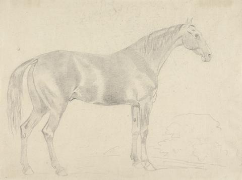 Sawrey Gilpin A Horse, Facing Right