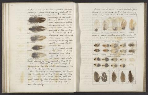 Seebohm, Henry, 1832-1895. Henry Seebohm ornithological notebook and diary.