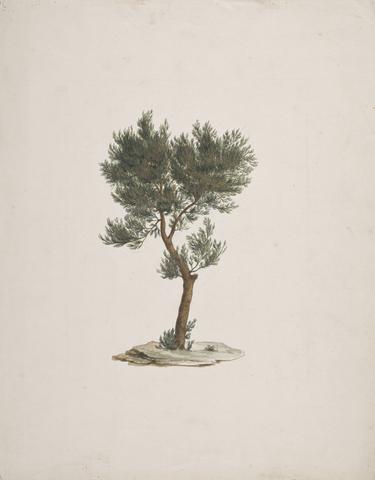 James Bruce Juniperus procera Endl. (African Pencil Cedar): finished drawing of trees's habit