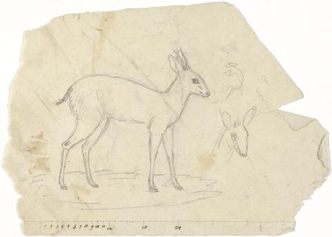 Luigi Balugani [One of] Miscellaneous Sketches in Wrapper