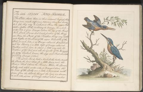 Selections from George Edwards' A natural history of uncommon birds : with additional watercolors and engravings by Eleazar Albin.
