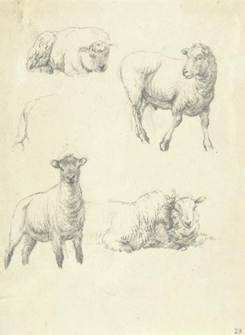Robert Hills Sheep