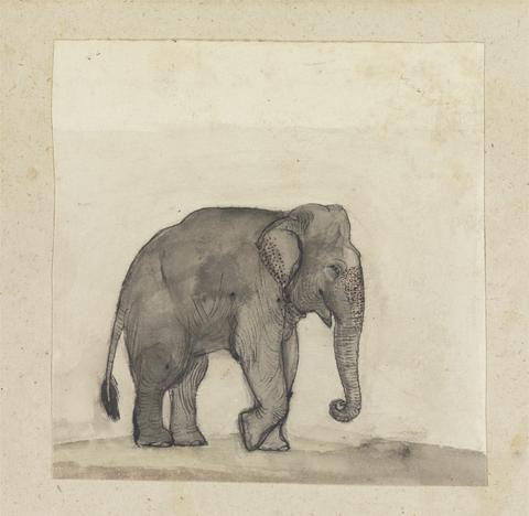 Gangaram Chintaman Tambat Elephant