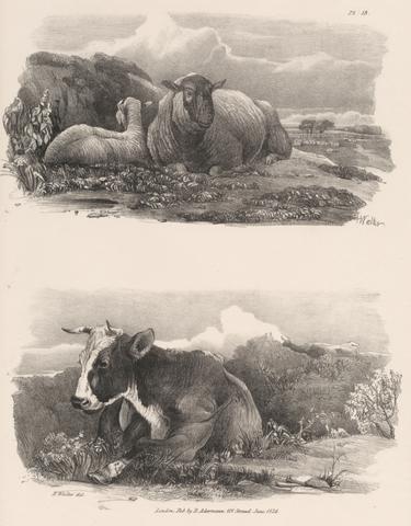 Henry Walter Untitled Images of Livestock, Plate 13