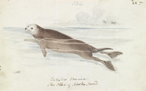 Charles Hamilton Smith The Sea Otter