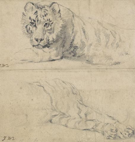 James Ward Two Studies of a Tiger; above: Head and Shoulders; below: Hindquarters