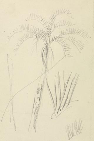 Thomas Daniell Tree Sketch
