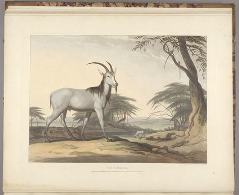 Daniell, Samuel, 1775-1811, illustrator, engraver, publisher. [African scenery and animals]