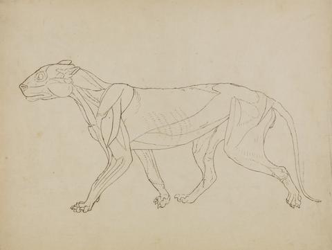 George Stubbs Tiger Body, Lateral View (Probably made as the basis for a key figure)