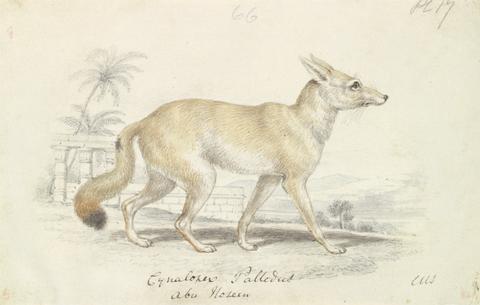 Charles Hamilton Smith Pale Dog Fox