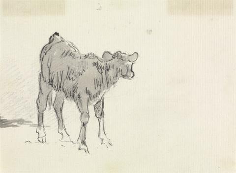 Sawrey Gilpin Study of a Calf