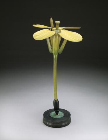 Brendel, Robert, approximately 1821-1898. Model of Brassica napus.
