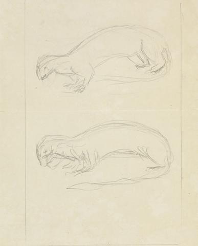 James Sowerby Two Weasels