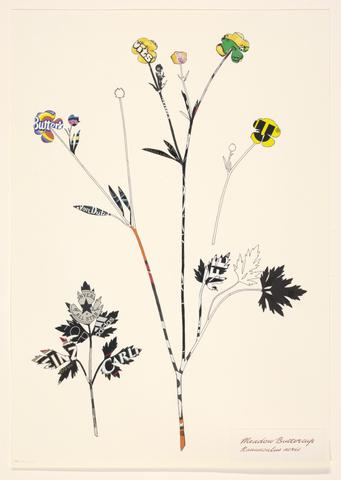 Meadow buttercup : Ranunculus acris / T. Bush.