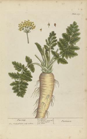 Elizabeth Blackwell Pastinaca (Parsnip), Plate 379 from 'A Curious Herbal', volume II, London, 1737