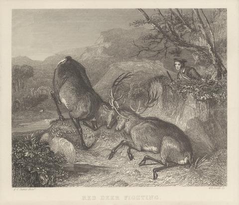 W. R. Smith Red Deer Fighting