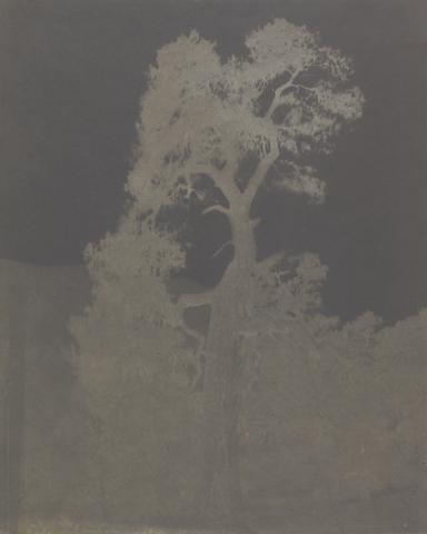 Horatio Ross The Lone Pine Tree