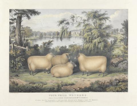 John West Giles Four Prize Wethers
