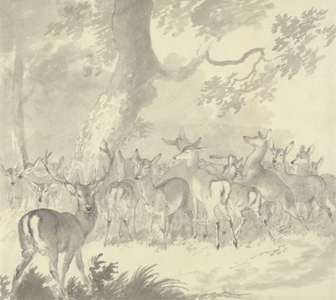 Robert Hills Study of a Deer: Stag in Foreground with a Group of Does and Fawns Under a Tree