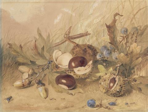 unknown artist Still Life with Acorns and Horse Chestnuts