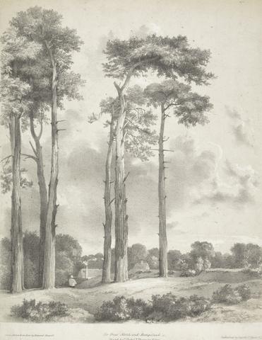 Edward Hassell Fir Trees, North End, Hampstead