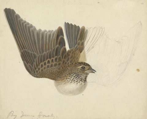 James Sowerby Eurasian skylark