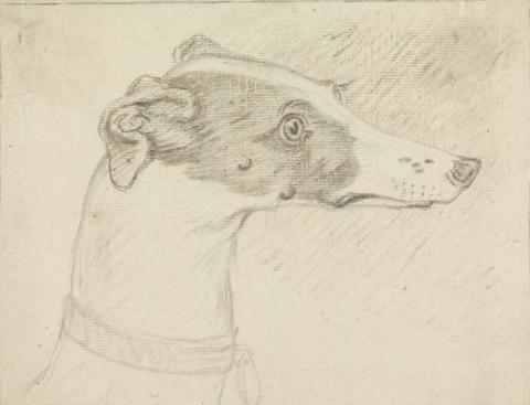 Sawrey Gilpin Head Portrait of Grayhound