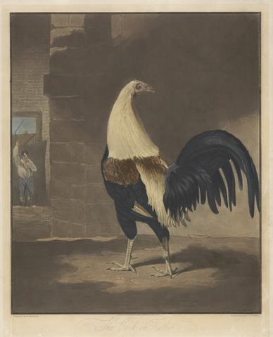 Charles Turner Cock Fighting [a pair]: 1. The Cock in Feather