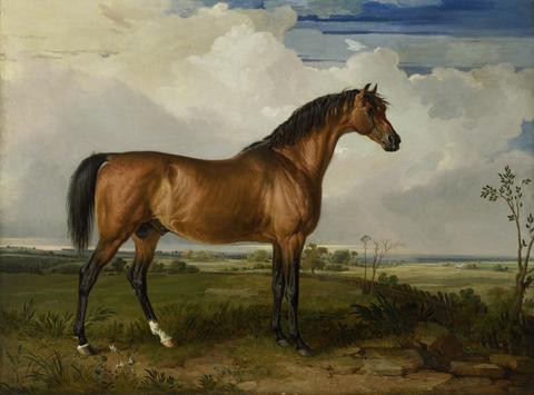 James Ward Eagle, a Celebrated Stallion