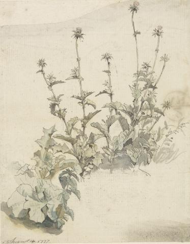 unknown artist A Clump of Thistles