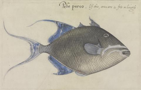 Mrs. P. D. H. Page Trigger Fish, After the Original by John White in the British Museum [Caribbean and Oceanic, No. 31 A]