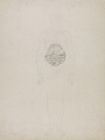 George Stubbs Human Figure, Anterior View (Outline drawing)