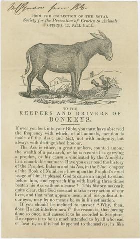 To the keepers and drivers of donkeys.